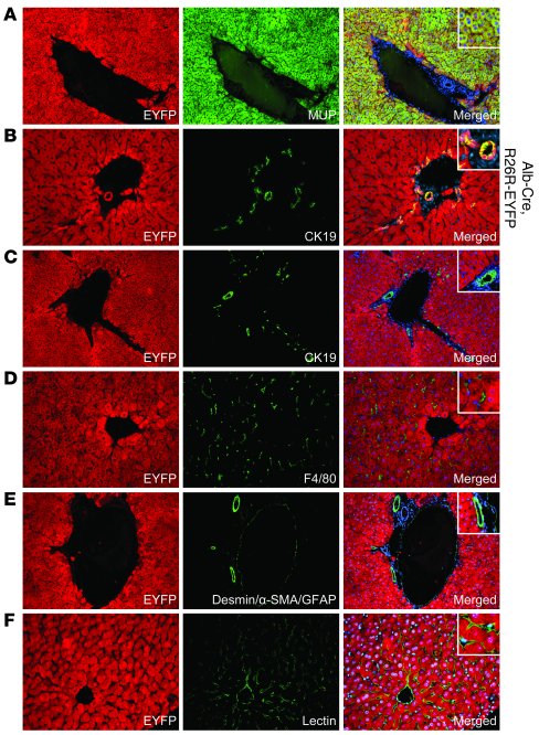 Hepatocyte-specific activation of EYFP expression in adult R26R-EYFP mic...