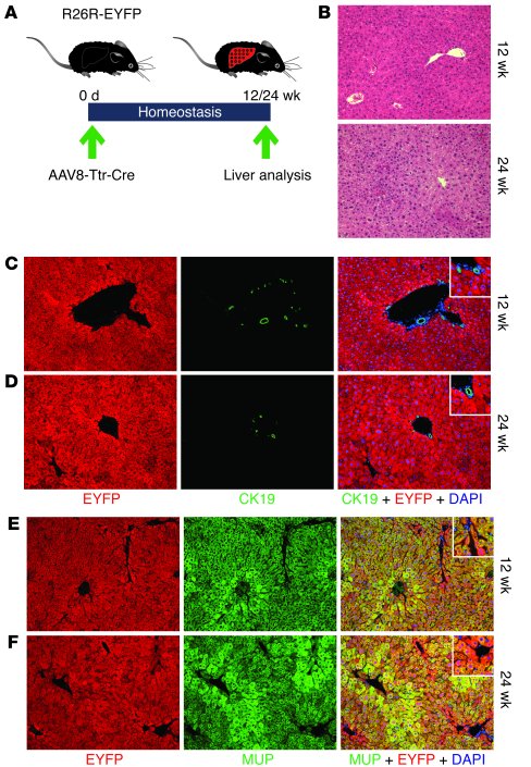 Hepatocyte fate tracing in liver homeostasis.
(A) Livers of adult R26R-E...