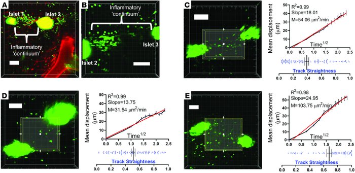 Unimpeded but nondirectional CTL migration between anatomically nearby i...