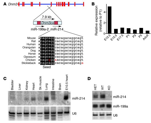 miR-214 genomic structure and genetic deletion.
(A) Schematic representa...