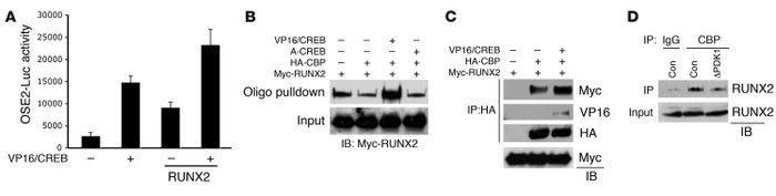PDK1 regulates RUNX2 activity and BMP2 expression via the CREB/CBP compl...