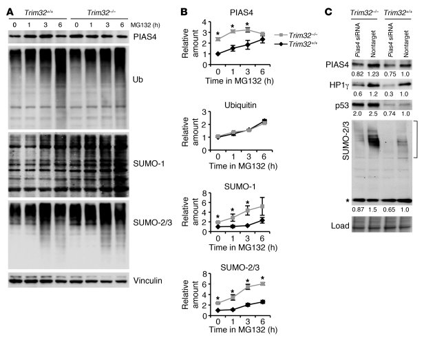 Accumulation of PIAS4 and sumoylated proteins in Trim32–/– cells.
   
(A...