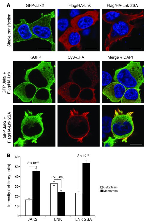14-3-3 restrains LNK in the cytoplasm to prevent its association with th...