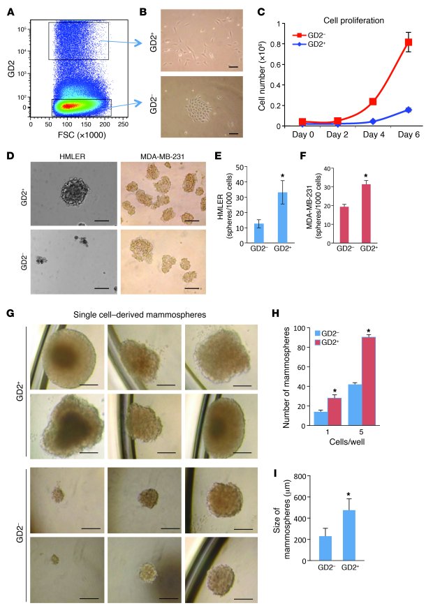 GD2 identifies CSCs in breast cancer.
(A) HMLER cells were stained with ...