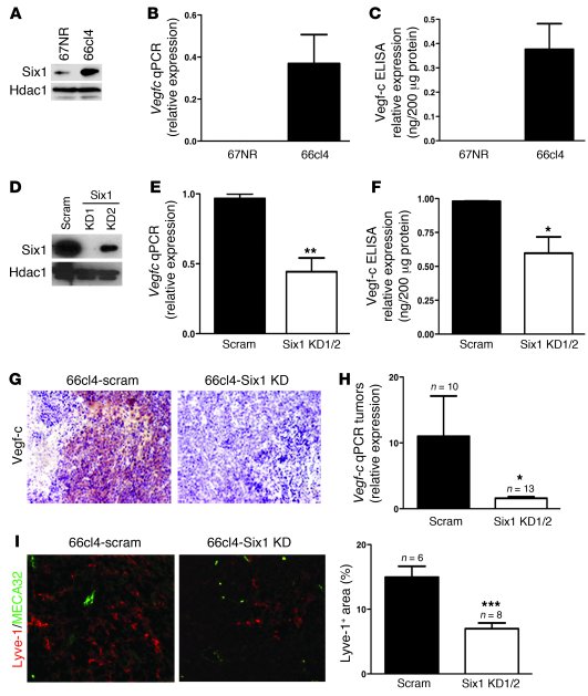 Knockdown of Six1 in 66cl4 mammary carcinoma cells leads to a reduction ...