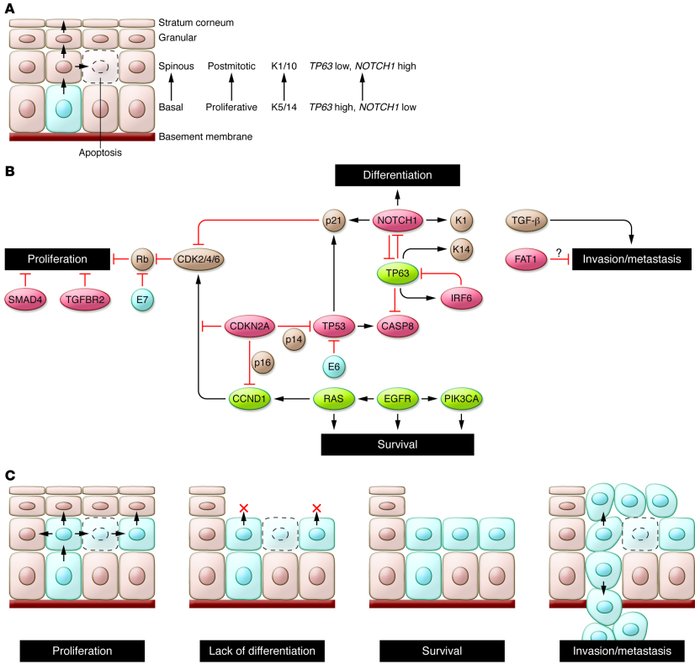 Hallmarks of head and neck squamous tumorigenesis.
(A) The normal proces...