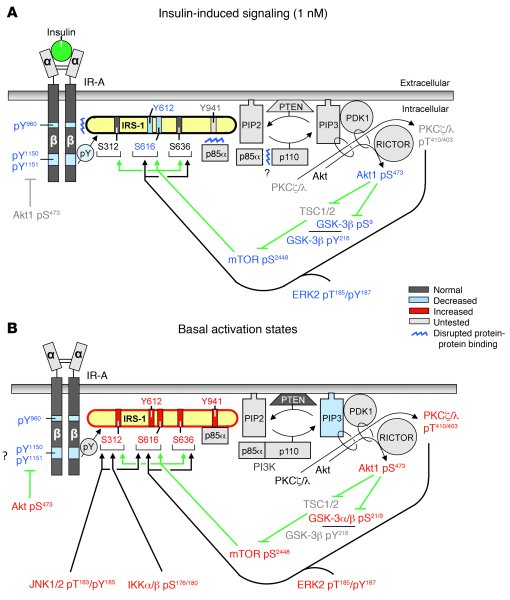 Evidence for insulin resistance and its likely proximal causes in the HF...