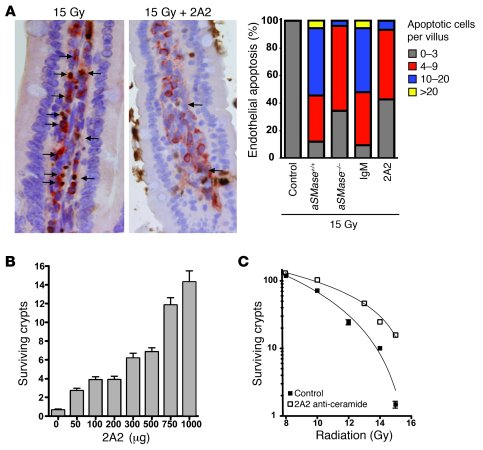 2A2 antibody inhibits radiation-induced endothelial apoptosis and crypt ...