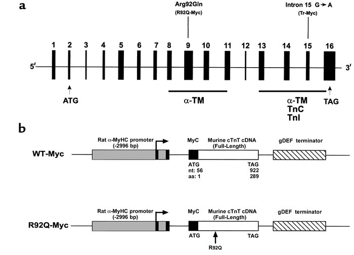 R92Q-TnT and truncation-TnT map to 2 distinct functional domains. (a) Ex...