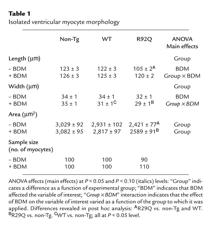 Isolated ventricular myocyte morphology