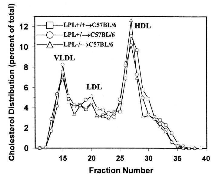 Lipoprotein distribution in C57BL/6 mice transplanted with LPL+/+, LPL+/...