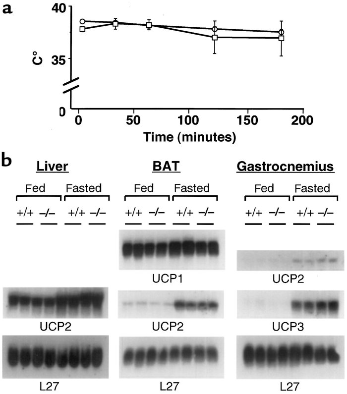 PPARα-null mice can activate cold-induced thermogenesis. (a) Rectal temp...