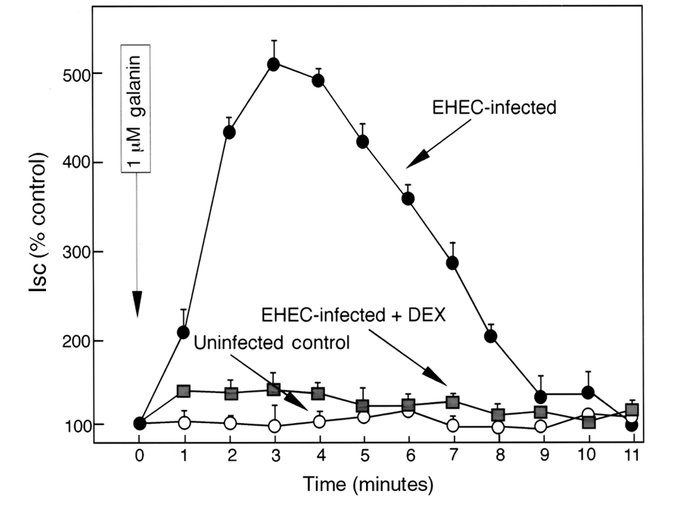 Ability of galanin to increase Isc in murine colonocytes with or without...