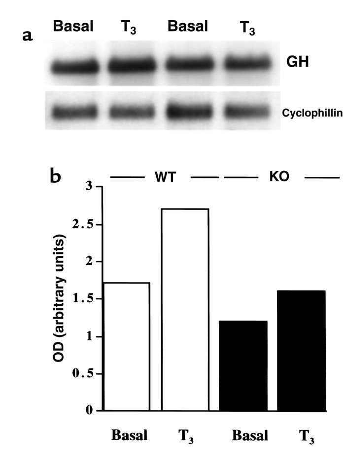 GH gene expression. (a) Representative Northern blot of total RNA obtain...