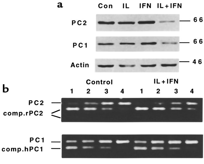 (a) Western blot analysis of PC1 and PC2 protein expression in human isl...
