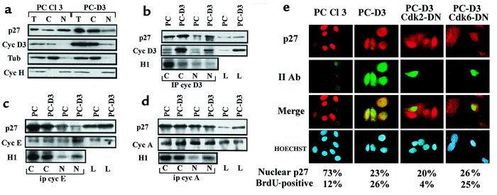 Cyclin D3 induces p27 retention in the cytoplasmic compartment in PC-D3 ...