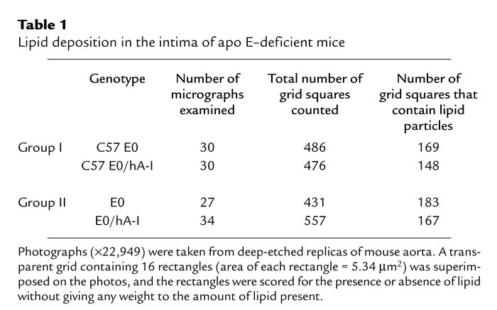 Lipid deposition in the intima of apo E–deficient mice
