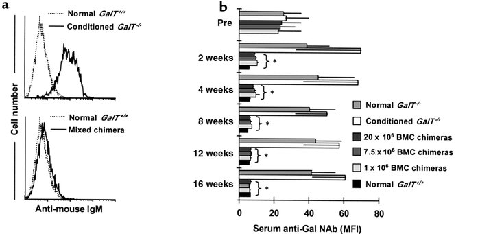 Reduced anti-Gal NAb levels in sera of GalT+/+→GalT–/– mixed chimeras. (...