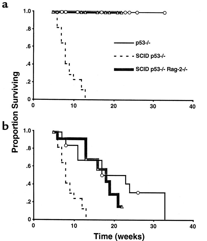 Rag-2–null mutation suppresses pro–B-cell lymphomas in SCID p53–/– mice....