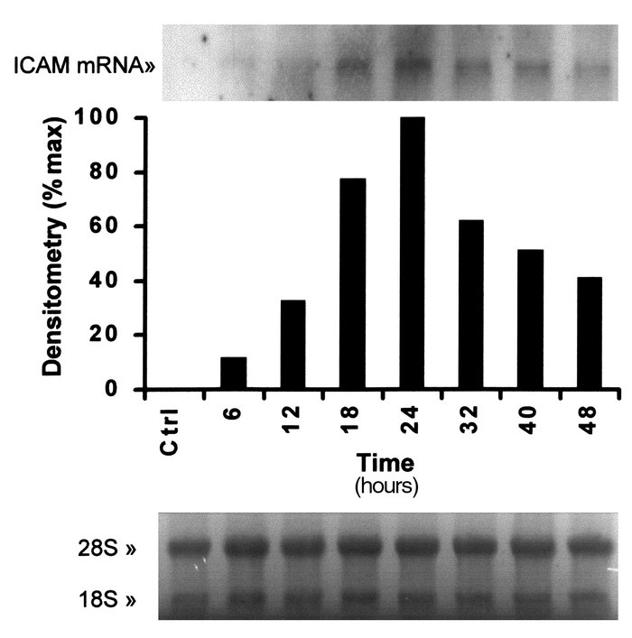 SDF-1α enhances ICAM-1 mRNA expression in HT-29 cells. HT-29 cells were ...