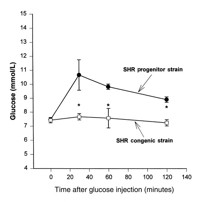 Glucose tolerance testing. Glucose tolerance test results in the SHR pro...