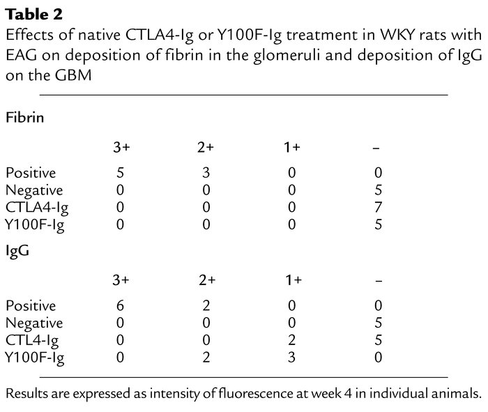 Effects of native CTLA4-Ig or Y100F-Ig treatment in WKY rats with EAG on...