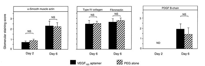 Mesangial changes on days 2 and 6 after induction of anti–Thy 1.1 nephri...