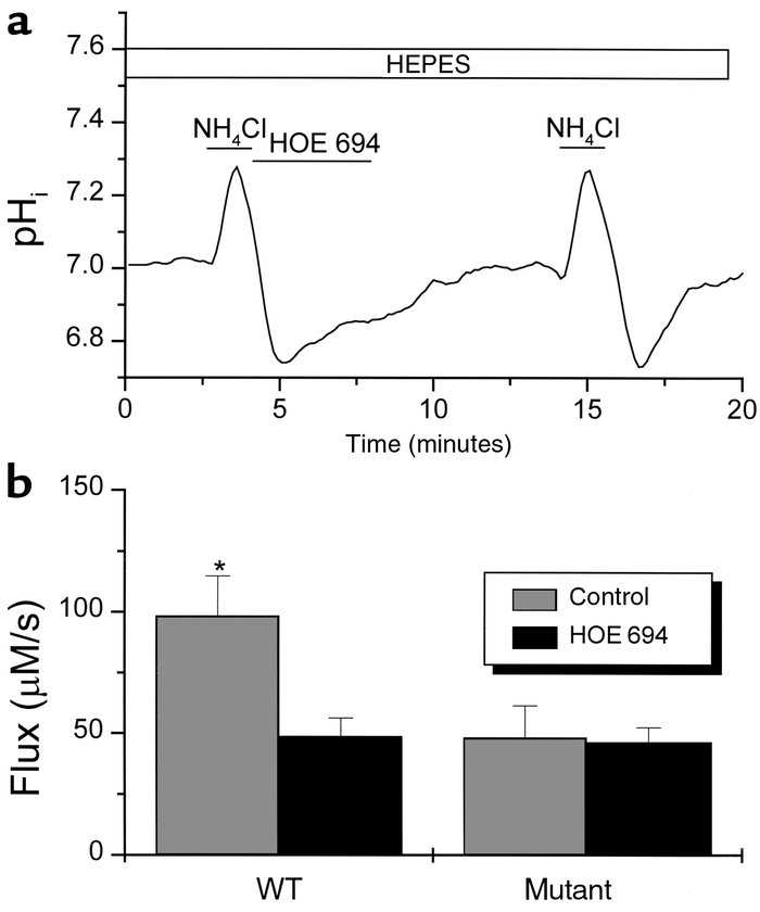 The effect of HOE 694 on the recovery of WT and mutant CA1 neurons from ...