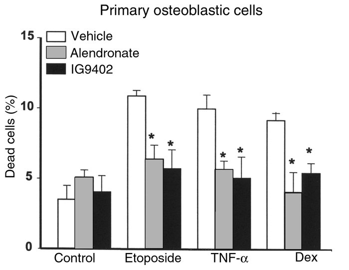 The protective effect of bisphosphonates on osteoblastic cells is indepe...