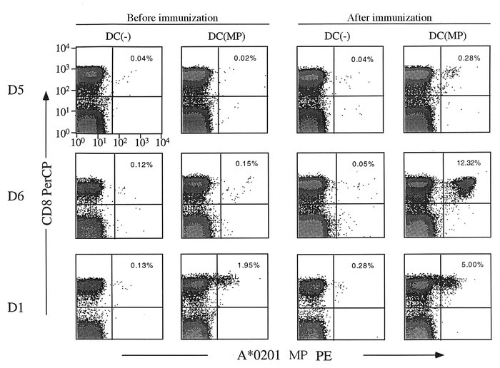 MP-specific memory CD8+ T cells are expanded after MP-pulsed DC injectio...
