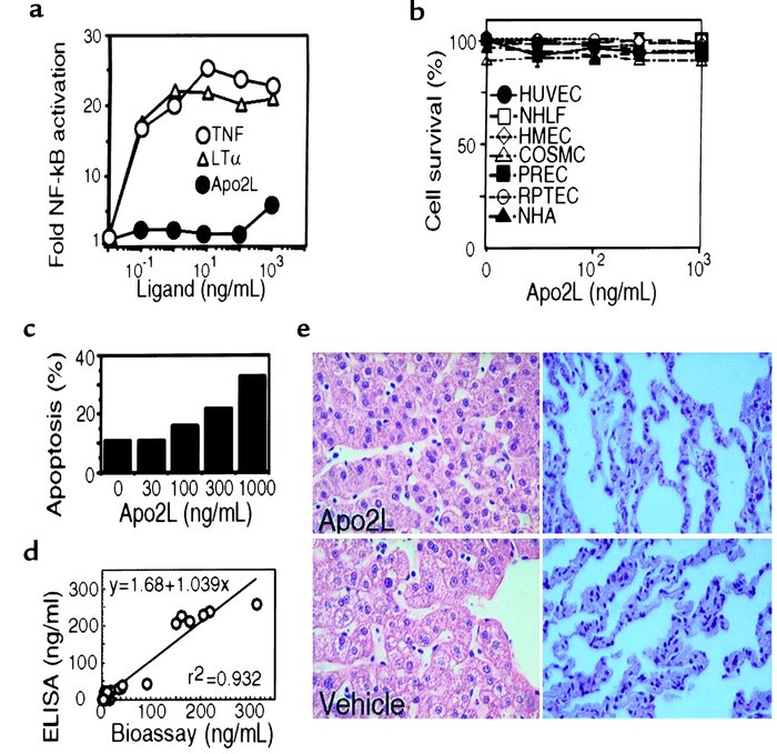 Safety of Apo2L. (a) Human umbilical cord endothelial cells (HUVEC) were...