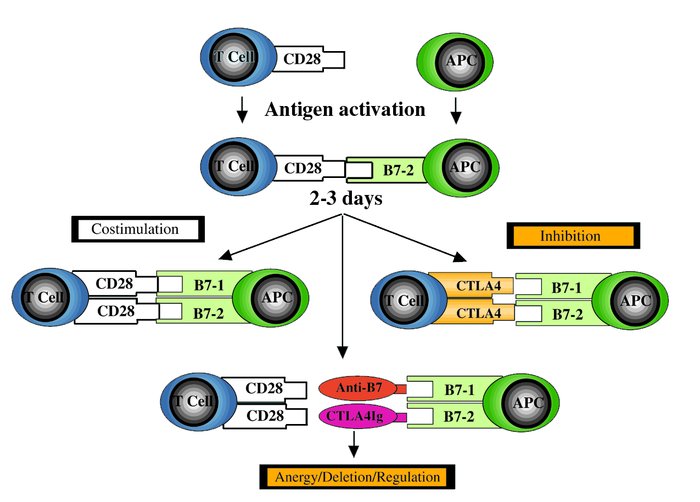 Complexity of the CD28/CD152–B7-1/B7-2 T-cell costimulatory pathway. Aft...