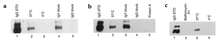 Specificity of IgG transport and functional dependence on the vacuolar H...
