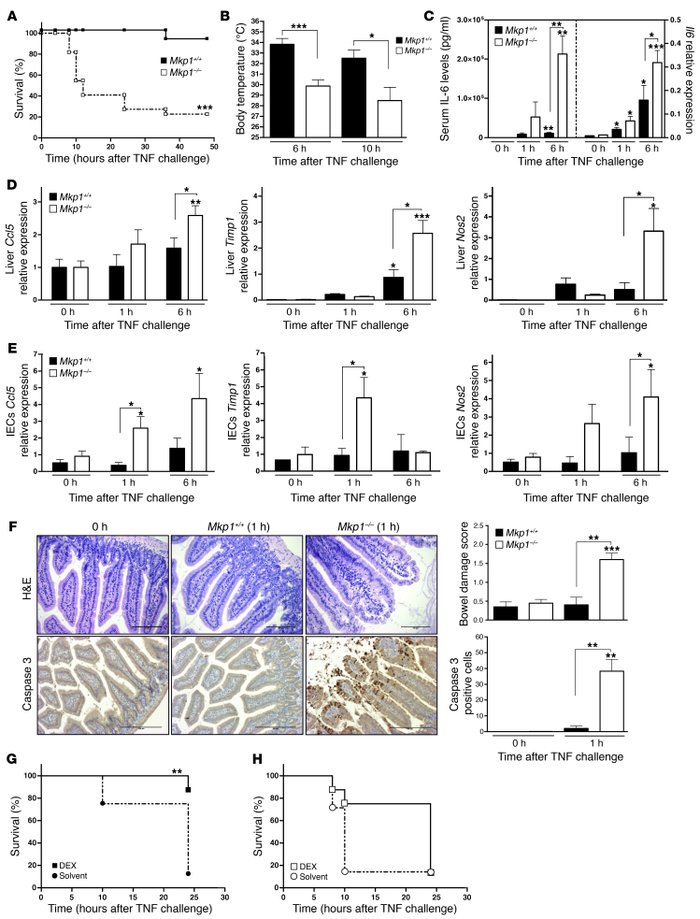 
Mkp1–/– mice are hypersensitive to TNF-induced lethality.
 
(A and B) S...