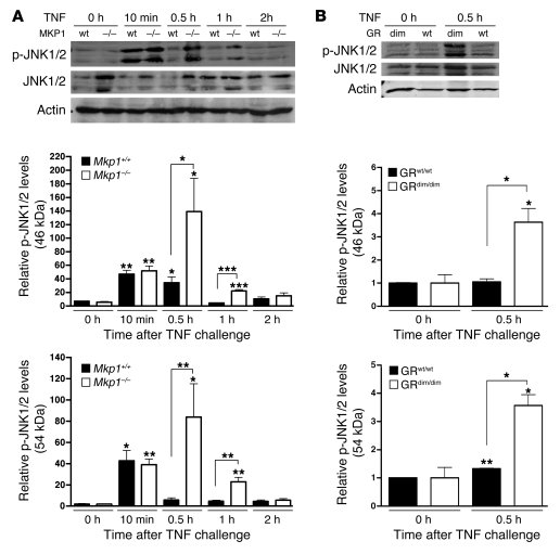 JNK phosphorylation in liver is higher in Mkp1–/– and GRdim/dim mice.
 
...