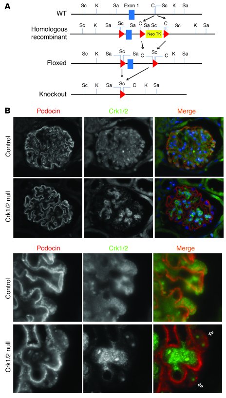 Selective deletion of Crk1/2 in mouse podocytes.
(A) Crk1/2fl/fl mice wi...