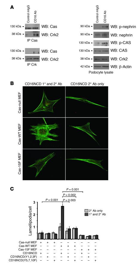 Nephrin engagement leads to phosphorylation of Cas, induces Cas-Crk comp...