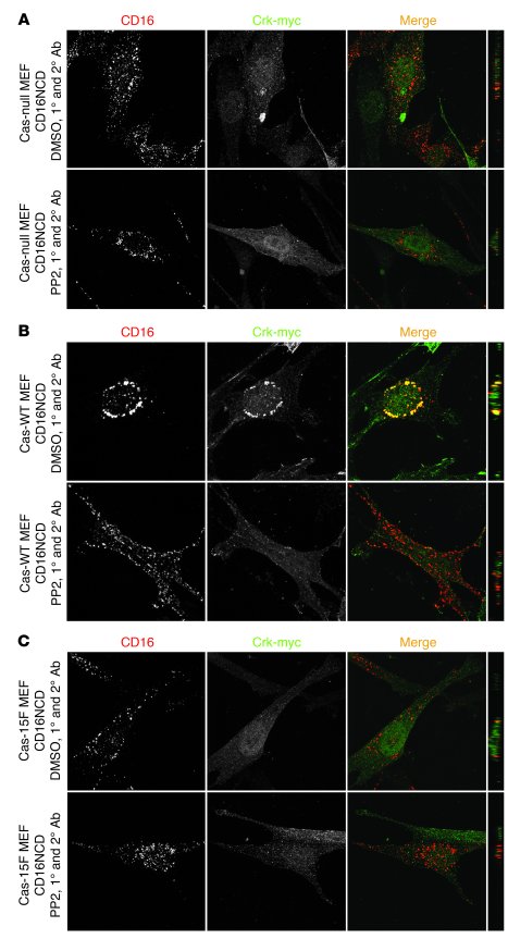 Crk is recruited to nephrin indirectly via Cas.
Cas-null (A), Cas-WT (B)...