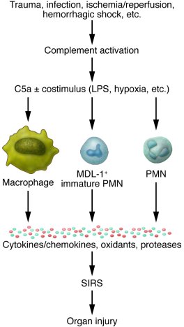 Role of C5a in events leading to SIRS and organ injury in a variety of c...