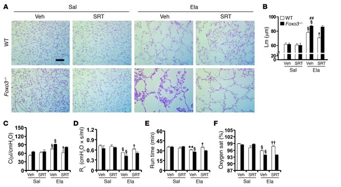 
Foxo3 deficiency diminishes the protection of SRT1720 against elastase-...