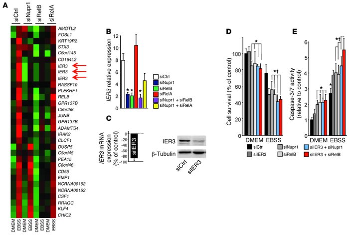 Expression of IER3 is dependent on Nupr1 and RelB, but not on RelA/p65, ...