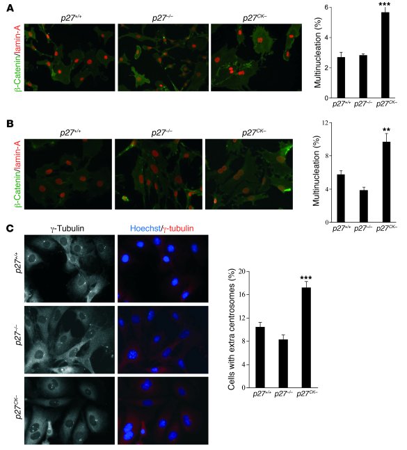 Multinucleation and centrosome amplification in p27CK– MEFs.
   
(A) Pri...