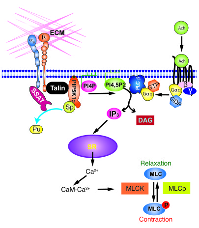 Integrin α9β1 inhibits airway smooth muscle contraction by interacting w...