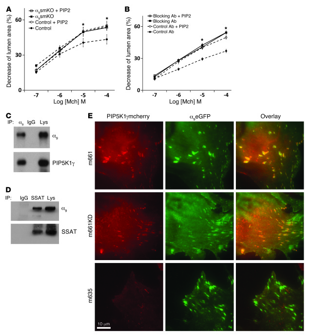 Interaction between PIP5K1γ and integrin α9β1 in airway smooth muscle ce...
