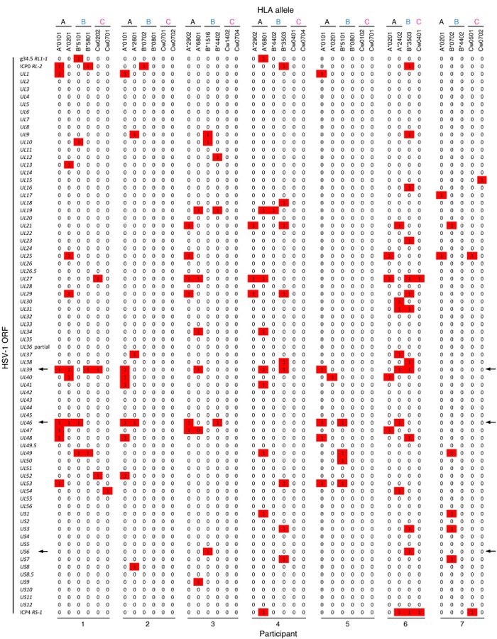 HLA allele– and HSV-1 ORF-level IFN-γ immune signature of CD8+ cells in ...