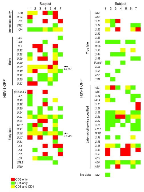 Graphical representation of CD4 and CD8 reactivity to HSV-1 ORFs in PBMC...