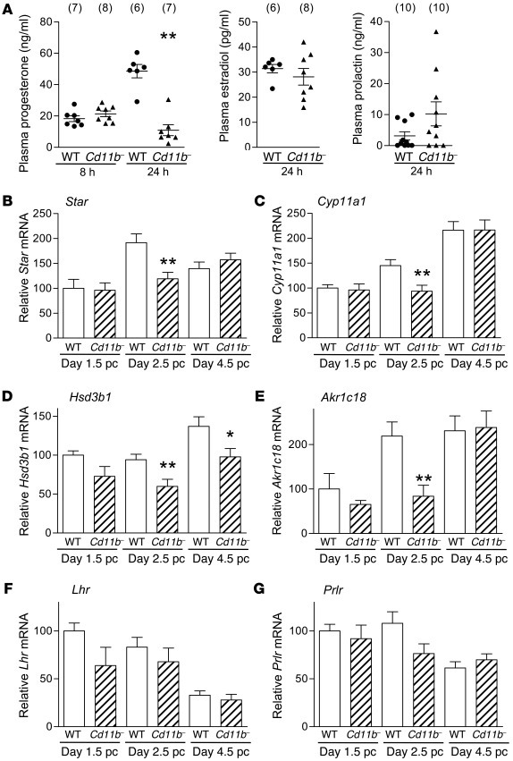 Luteal defects in macrophage-depleted Cd11b-Dtr mice are associated with...