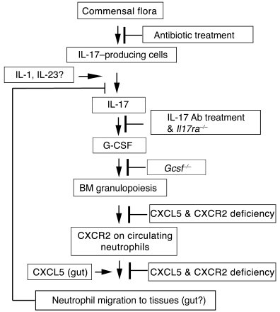 The proposed roles of CXCR2, CXCL5, and commensal bacteria in neutrophil...