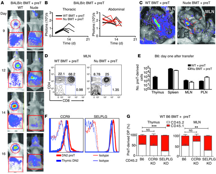 Extrathymic progenitors undergo NFAT signaling, engraft directly in extr...