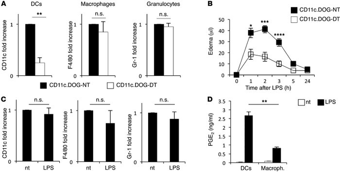 DCs regulate LPS-induced tissue edema formation.
(A) Real-time PCR analy...